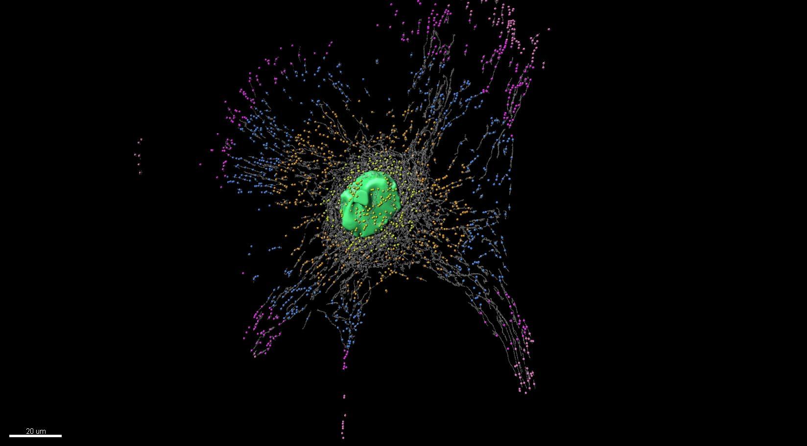 Health sciences visualization of a green center mass and data points and lines in gradients of yellow, purple, and blue.