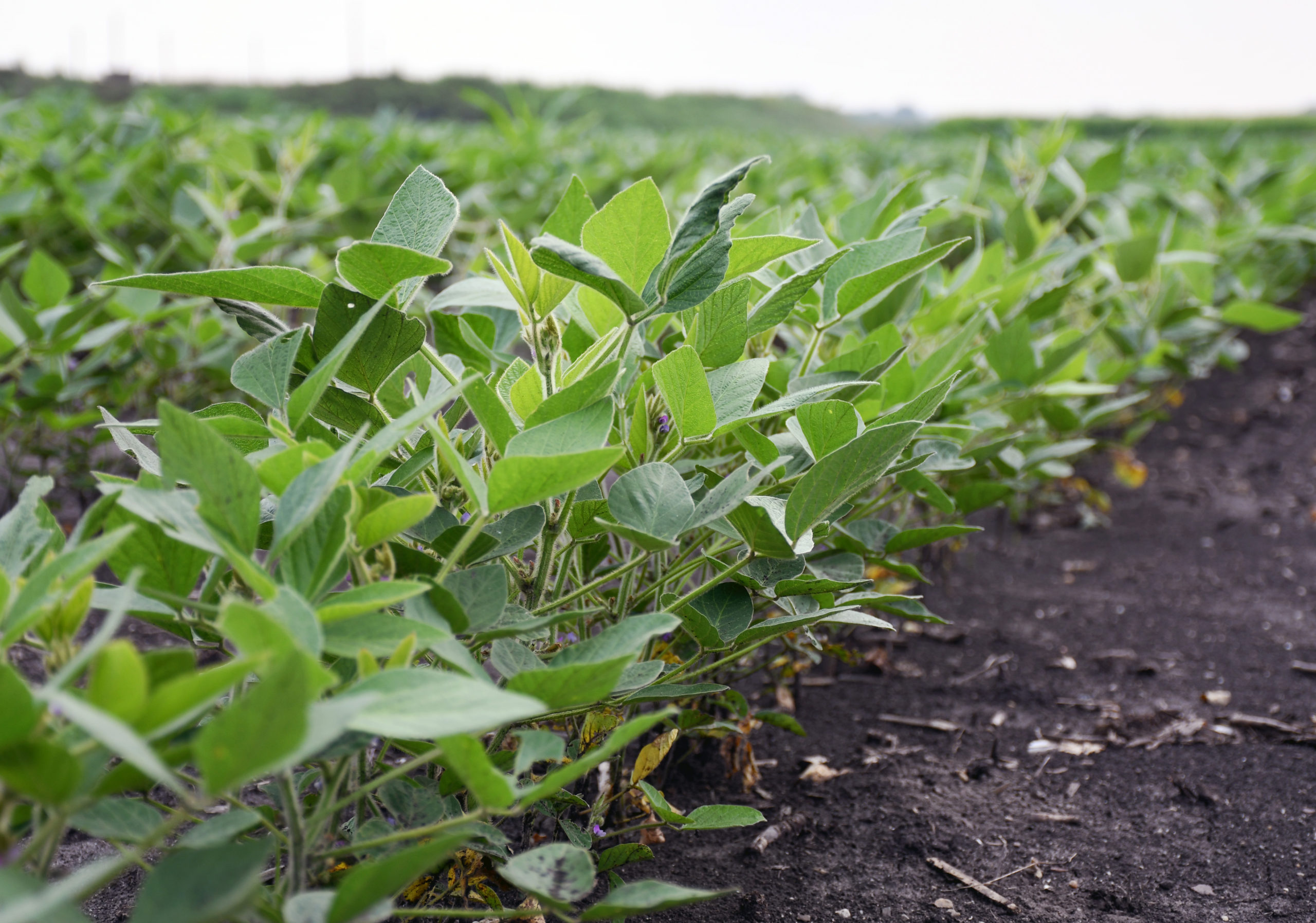 Photograph of a soy bean row in a field