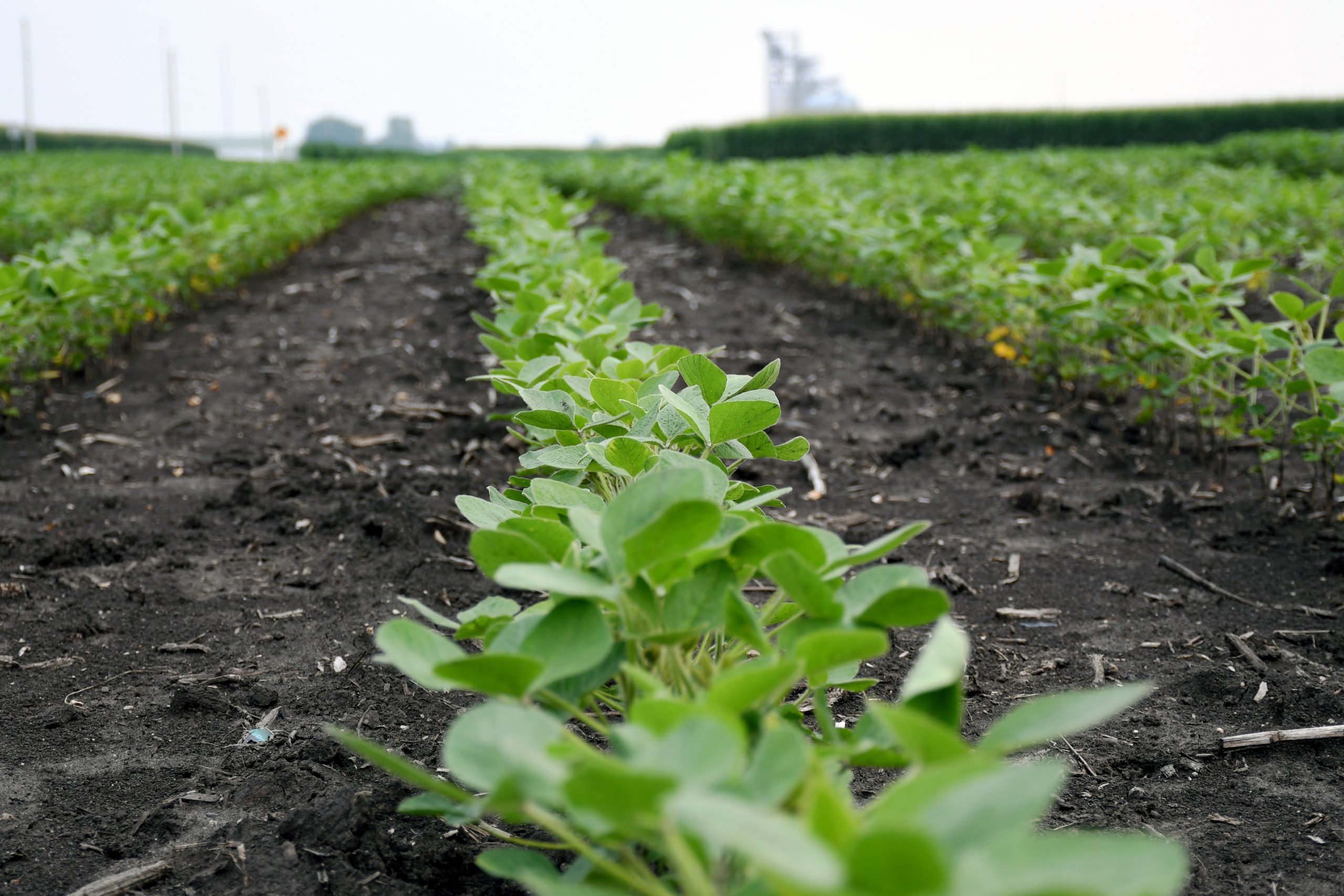 Close-up photograph of a row of soy bean plants in a field