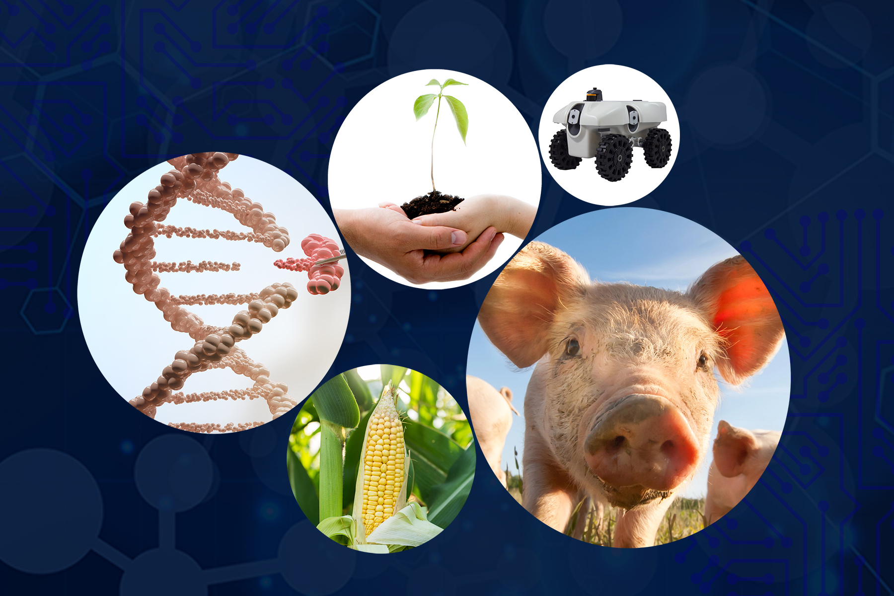 Multiple circles, each with a different aspect of CDA are clustered together on top of a blue textured background. The circles include a pig, some corn, a farming robot, hands holding a plant and a DNA strand being manipulated.